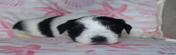 Tibetaanse Terriër honden te koop: Tibetaanse terrier pups met stamboom  - Advertentie 2