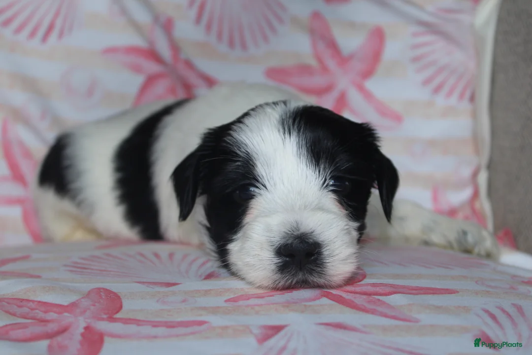 Tibetaanse Terriër honden te koop: Tibetaanse terrier pups met stamboom  - Advertentie 2