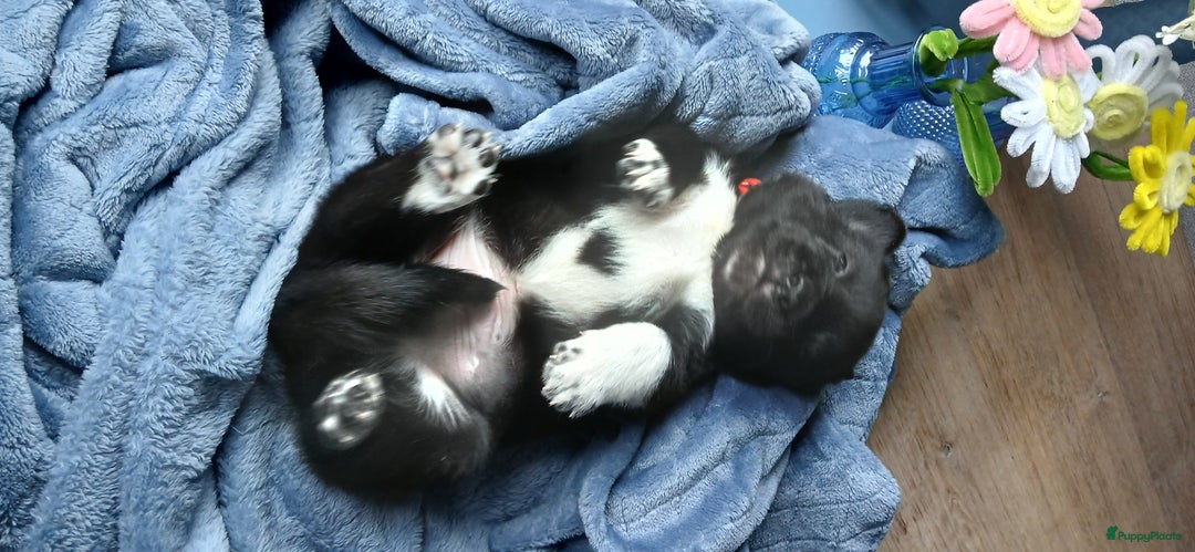 Kruising honden te koop: Prachtige pups husky/golden retriever/collie  - Advertentie 2