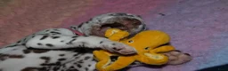 Dalmatiër honden te koop: Dalmatier pups - Advertentie 6