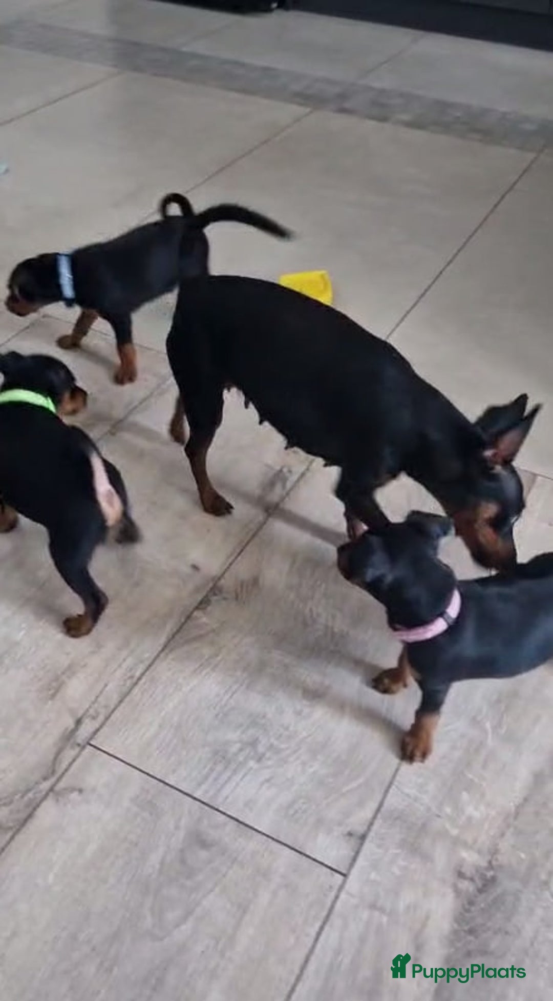 Dwergpinscher honden te koop: Dwergpinscher - Advertentie 4