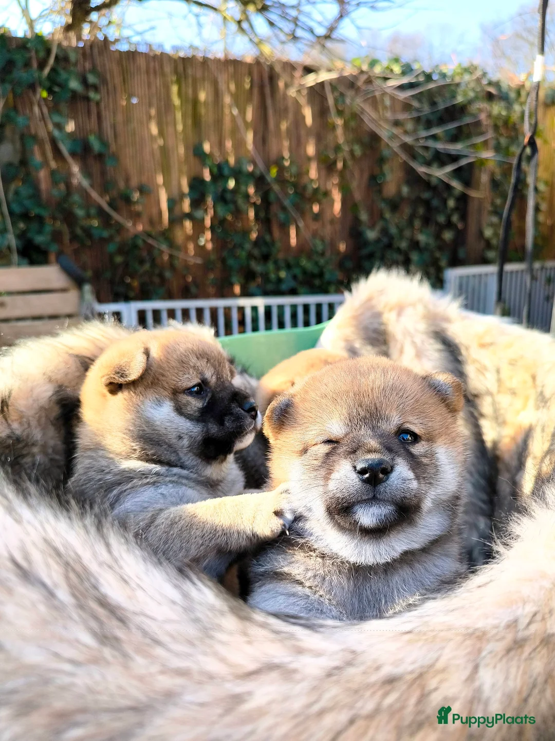 Shiba honden te koop: Shiba Inu pups met stamboom en gezondheidstesten - Advertentie 5