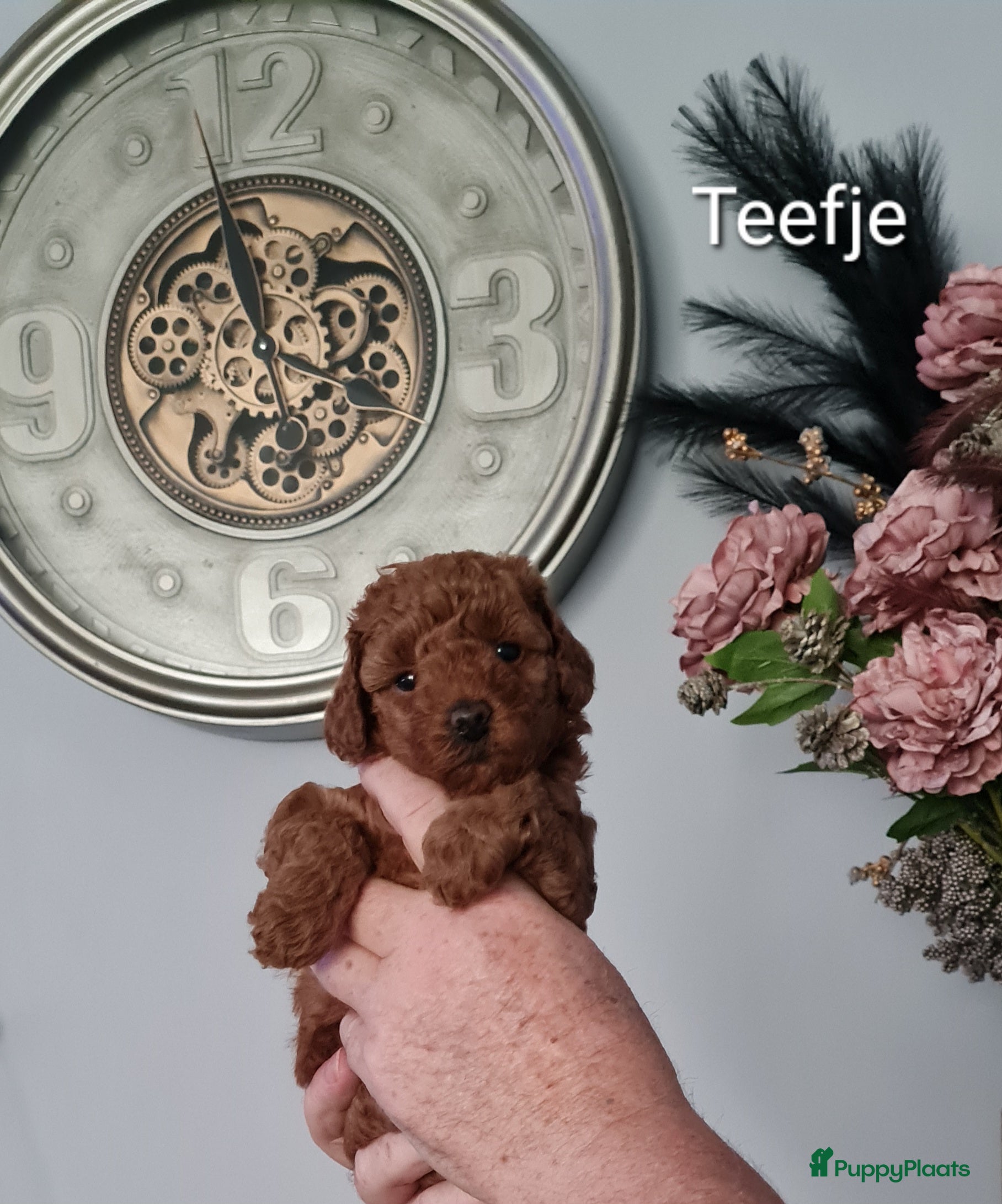 Dwergpoedel honden Rode dwergpoedels - Advertentie 2