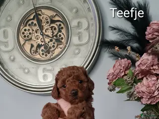 Dwergpoedel honden Rode dwergpoedels - Advertentie 2