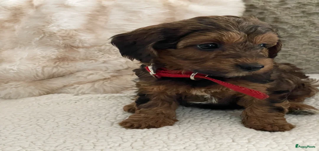 Galerij afbeelding {{count}}