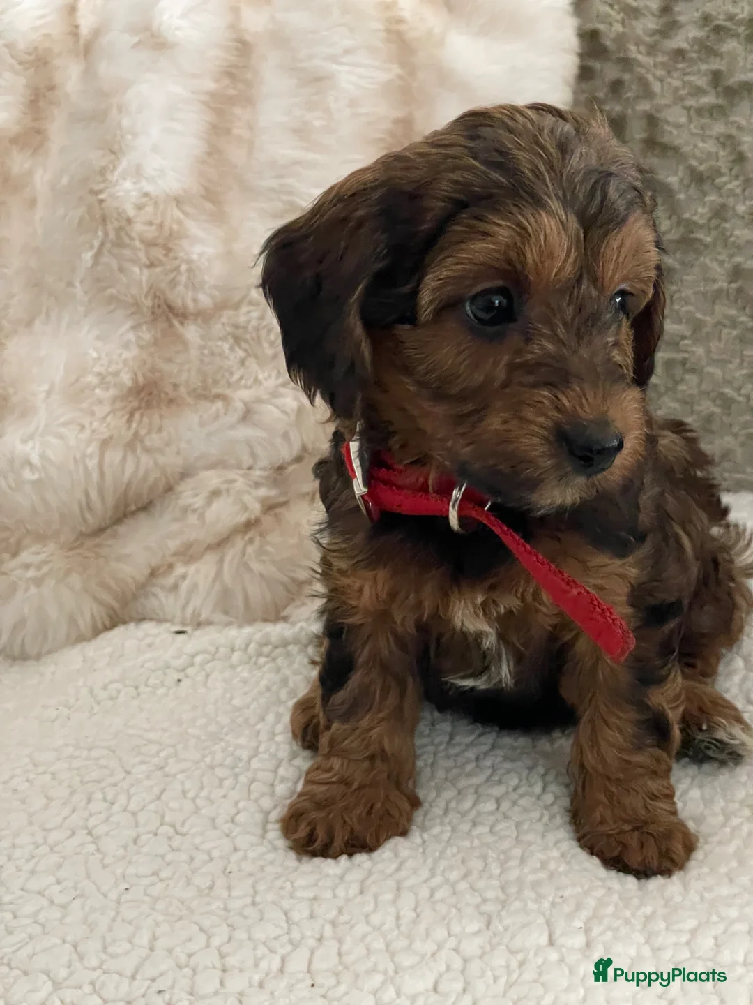 Galerij afbeelding {{count}}