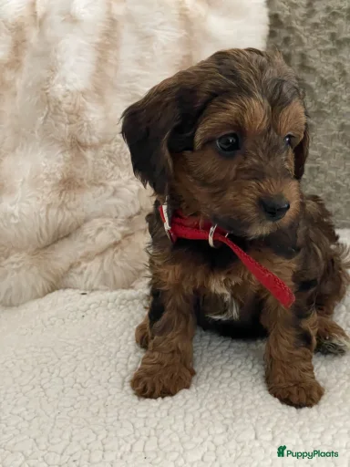 Galerij afbeelding {{count}}