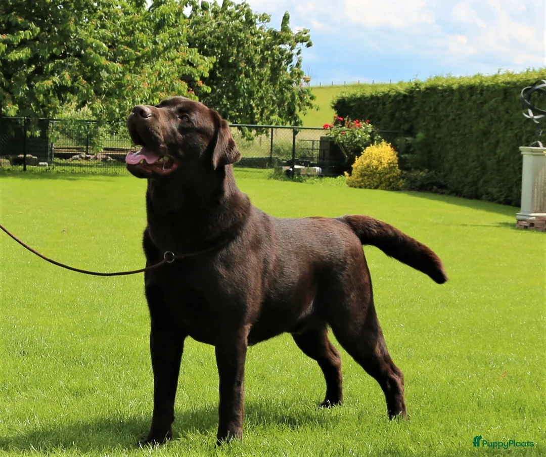 Labrador Retriever honden ter dekking: Prachtige Chocolade Br Labrador staat ter dekking - Advertentie 3