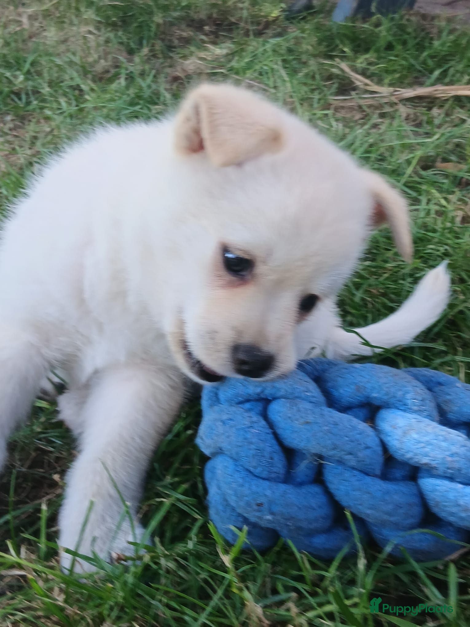 Pomchi honden Lieve pomchis - Advertentie 2