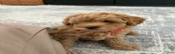 Cavapoo honden te koop: Cavapoo F1BB (Female) - Advertentie 5