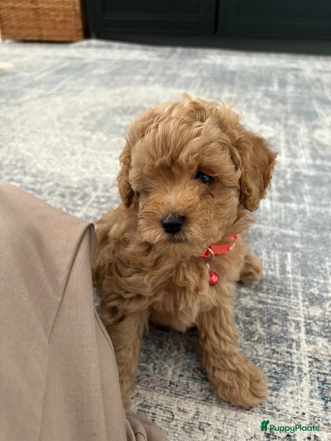 Cavapoo honden te koop: Cavapoo F1BB (Female) - Advertentie 5
