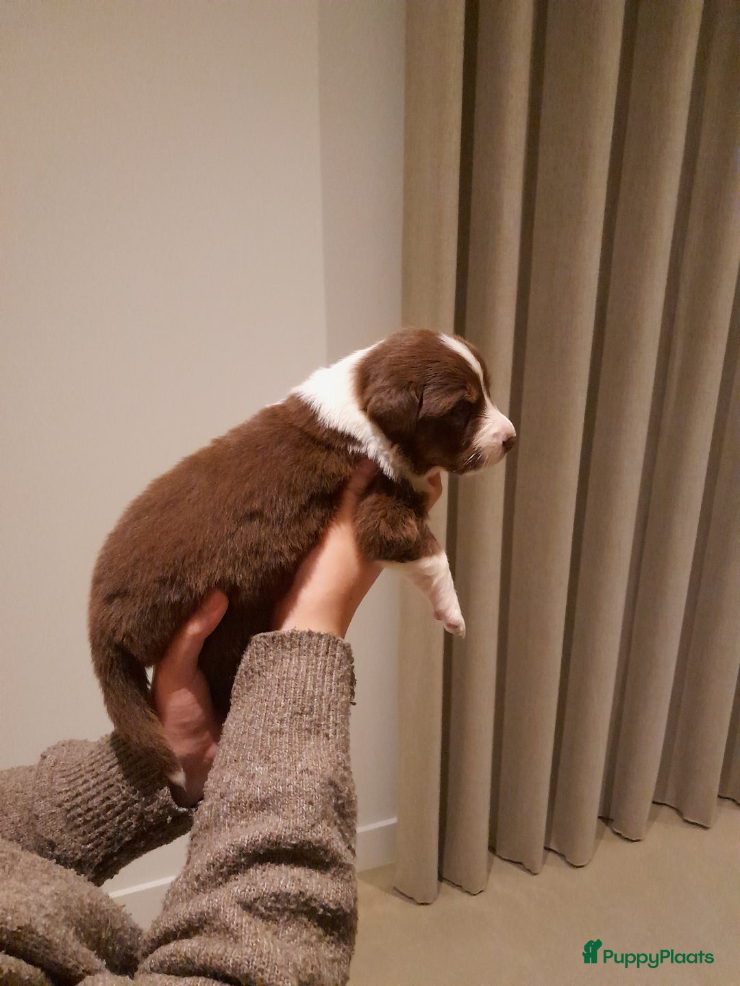 Australian Shepherd honden te koop: Lieve raszuivere australian shepherd pups  - Advertentie 29