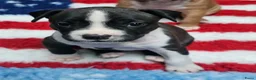 American Staffordshire Terriër honden te koop: Prachtige nestje amstaff pups - Advertentie 5