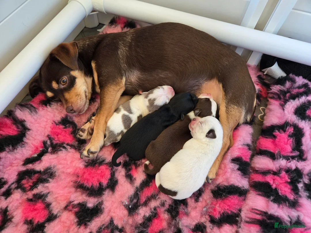 Kruising honden te koop: Mooie chihuahuapups - Advertentie 1