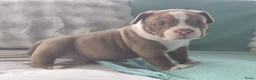 Amerikaanse Bully honden te koop: amerikaanse pocket bully's - Advertentie 25
