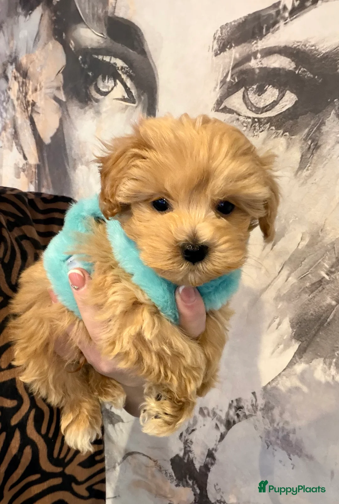 Maltipoo honden te koop: Schattige maltipoo pups thuisnestje - Advertentie 10