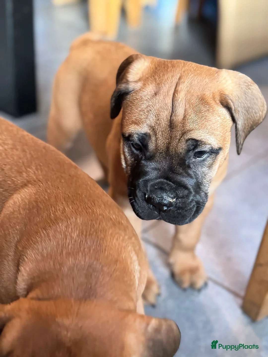 Bullmastiff honden te koop: Bullmastiff  - Advertentie 20