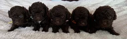 Poedel Toy honden te koop: Toy poedel - Advertentie 1