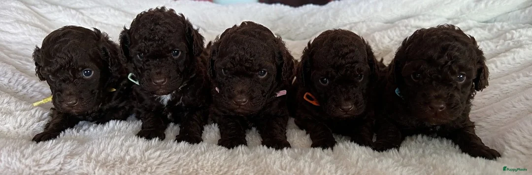 Poedel Toy honden te koop: Toy poedel - Advertentie 1