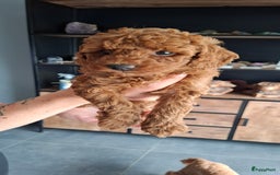 Dwergpoedel honden te koop: Dwergpoedel pups - Afbeelding 2
