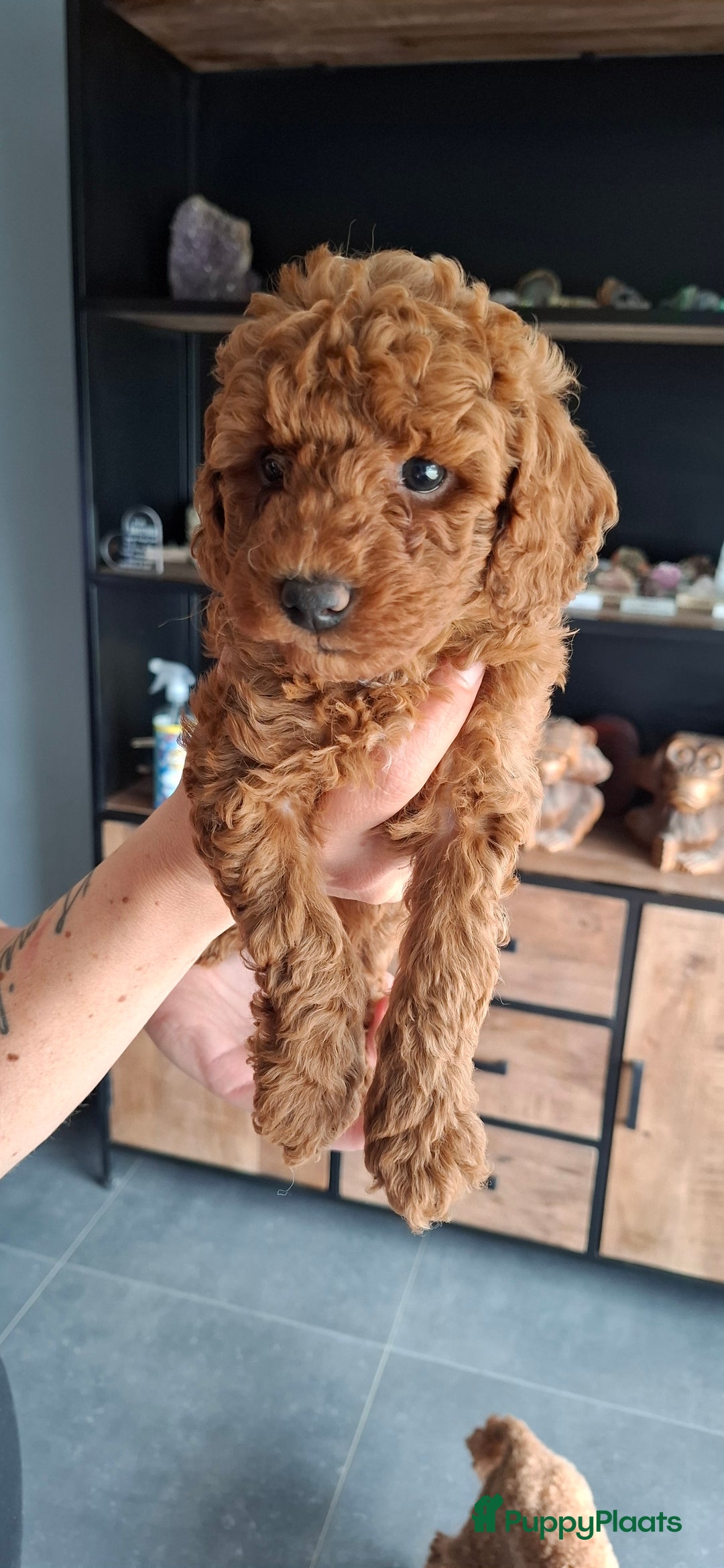 Dwergpoedel honden te koop: Dwergpoedel pups - Afbeelding 2