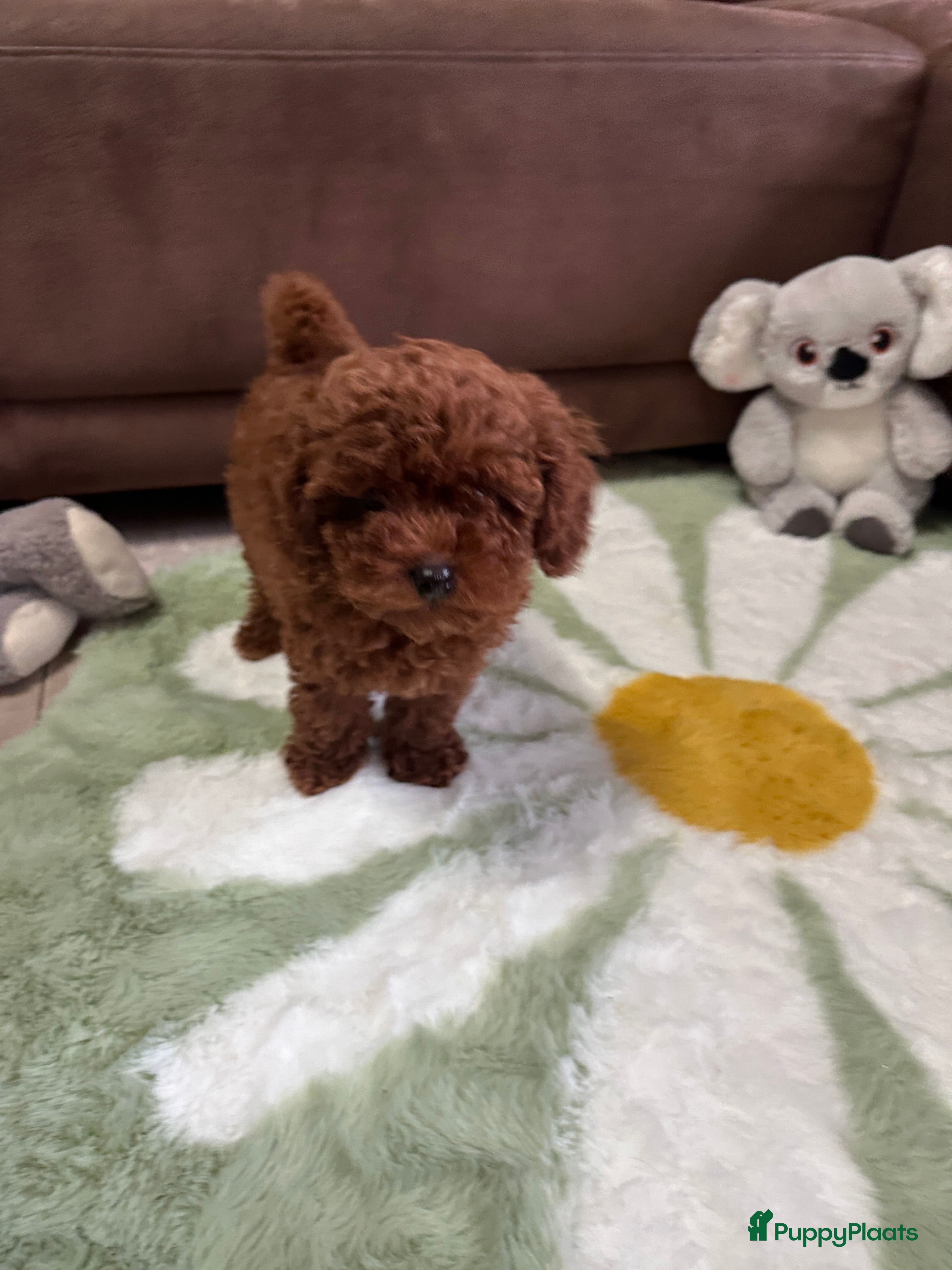 Poedel Toy honden Schattige Toy Poedel puppy’s in rode (red) kleur - Advertentie 1