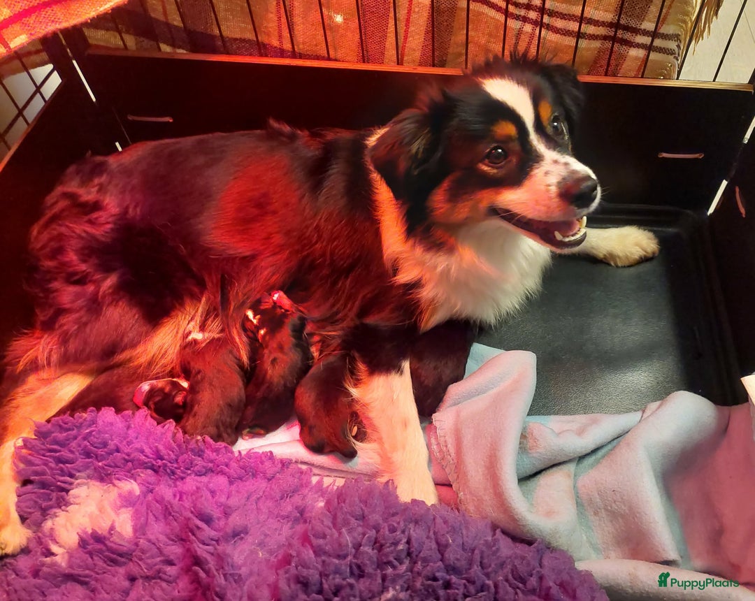 Australian Shepherd honden te koop: Mini Australian shepherd pups (MAS) - Advertentie 4