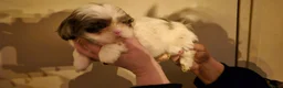 Shihpoo honden te koop: Shipoo pups  - Advertentie 2