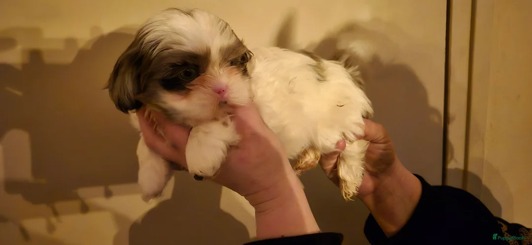 Shihpoo honden te koop: Shipoo pups  - Advertentie 2