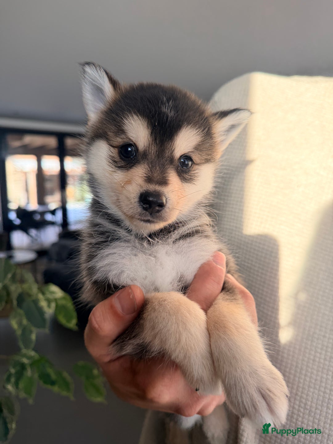 Kruising honden te koop: Prachtige Pomsky pups, in huis opgegroeid - Advertentie 17