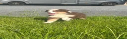 Australian Shepherd honden te koop: Miniature American shepherd reutjes - Advertentie 5