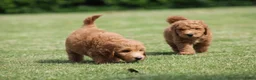 Goldendoodle honden te koop: Mooie Goldendoodle pups - Advertentie 23