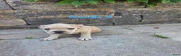 Franse Bulldog honden te koop: Mooie franse bulldog pups mogen nestje verlaten  - Advertentie 21