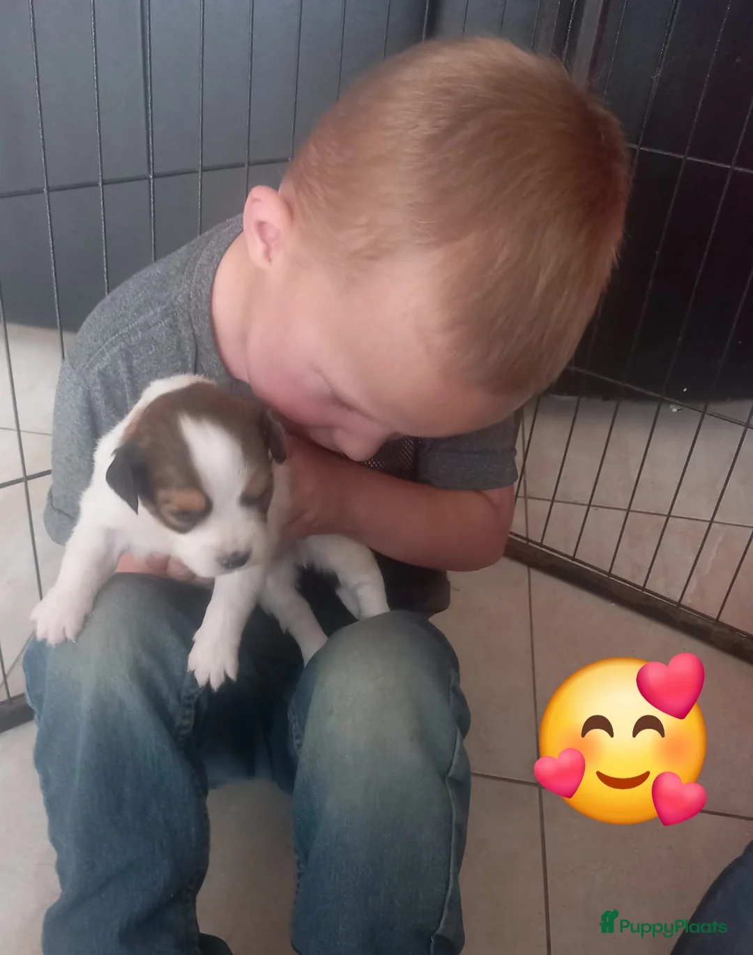 Kooikerhondje honden te koop: Schitterende.. kooikerpups ..kooikerhondje  - Advertentie 2