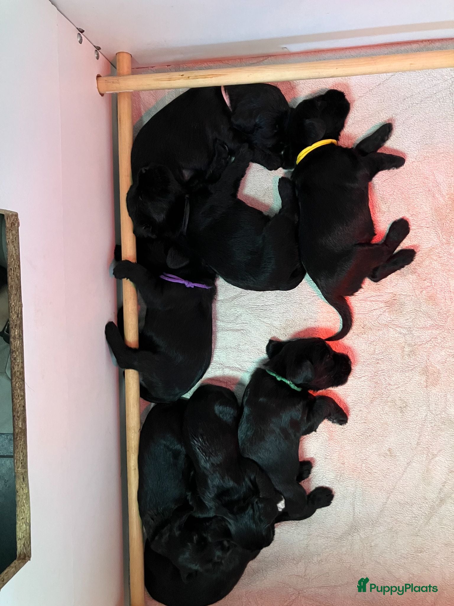 Schnauzer honden Zwarte Middenslag Schnauzer puppy's - Advertentie 1