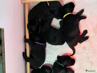 Schnauzer honden Zwarte Middenslag Schnauzer puppy's - Advertentie 15