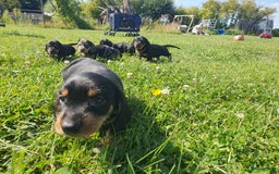 Ruwhaar Teckel honden te koop: Standaard ruwhaar teckel  - Afbeelding 23