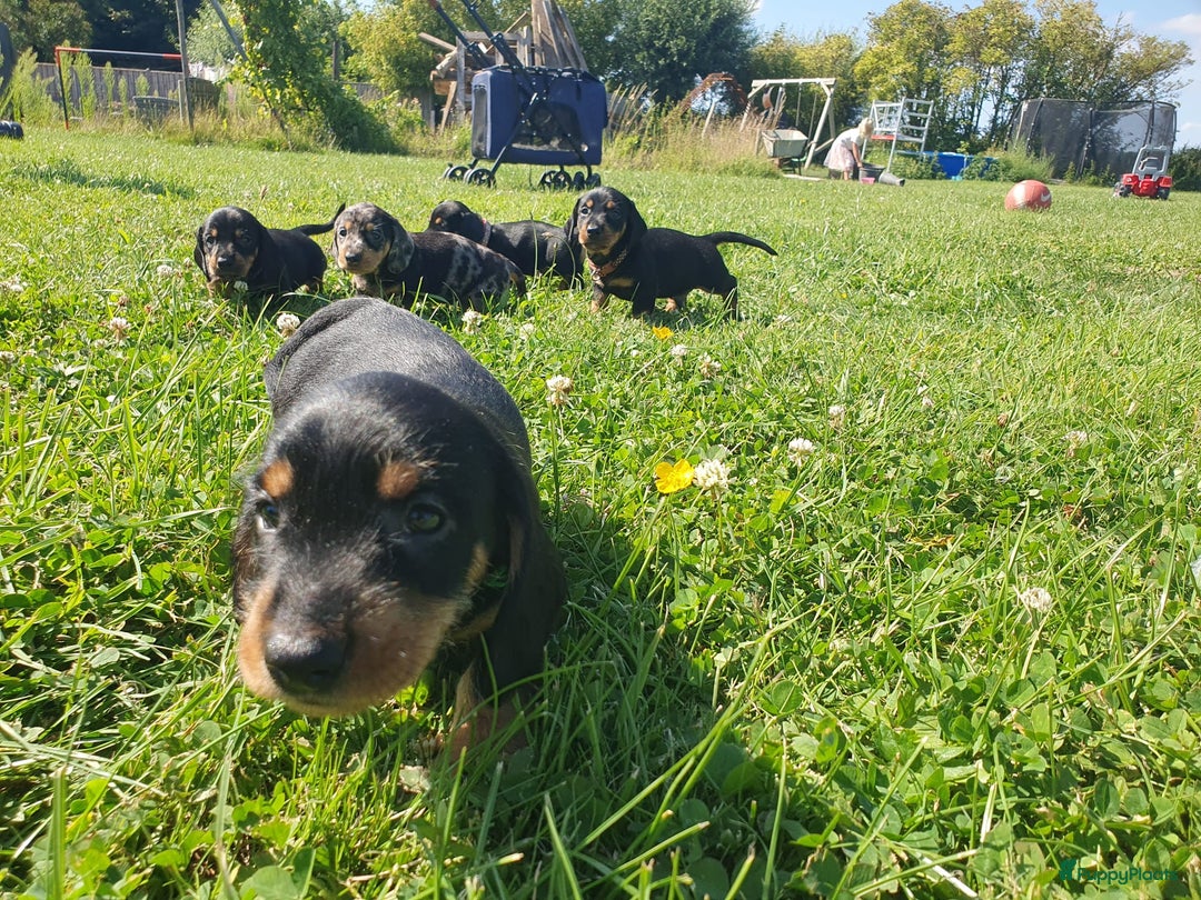 Ruwhaar Teckel honden te koop: Standaard ruwhaar teckel  - Afbeelding 23