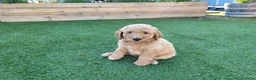 Labradoodle honden te koop: Labradoodle pups te koop! - Advertentie 9