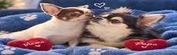Chihuahua honden te koop: 2 prachtige reutjes - Advertentie 1