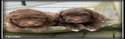 Kruising honden te koop: Bordoodle pups. Bordoodle x Labradoodle - Advertentie 6