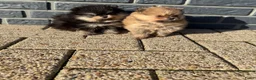 Pomeriaan honden te koop: 100% pomeriaan, 4 teefjes uit showlijn. - Advertentie 9
