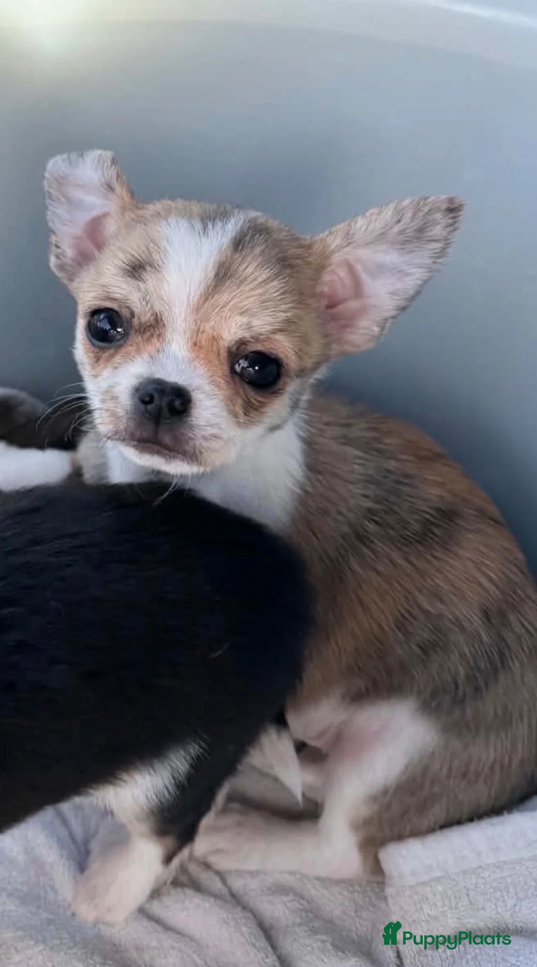 Chihuahua honden te koop: Brindle reutje - Advertentie 1