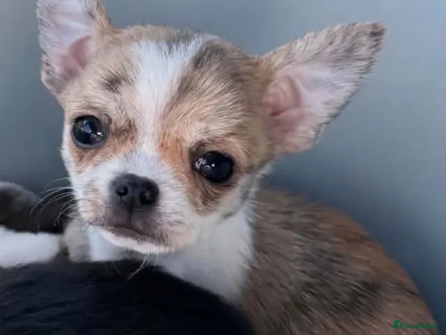 Chihuahua honden te koop: Brindle reutje - Advertentie 5