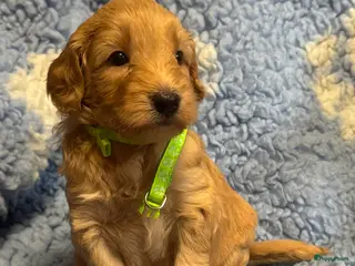 Australian Labradoodle honden te koop Australian labradoodles - Advertentie 2