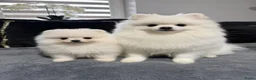 Pomeriaan honden te koop: Mooie Pomeriaan reu - Advertentie 2