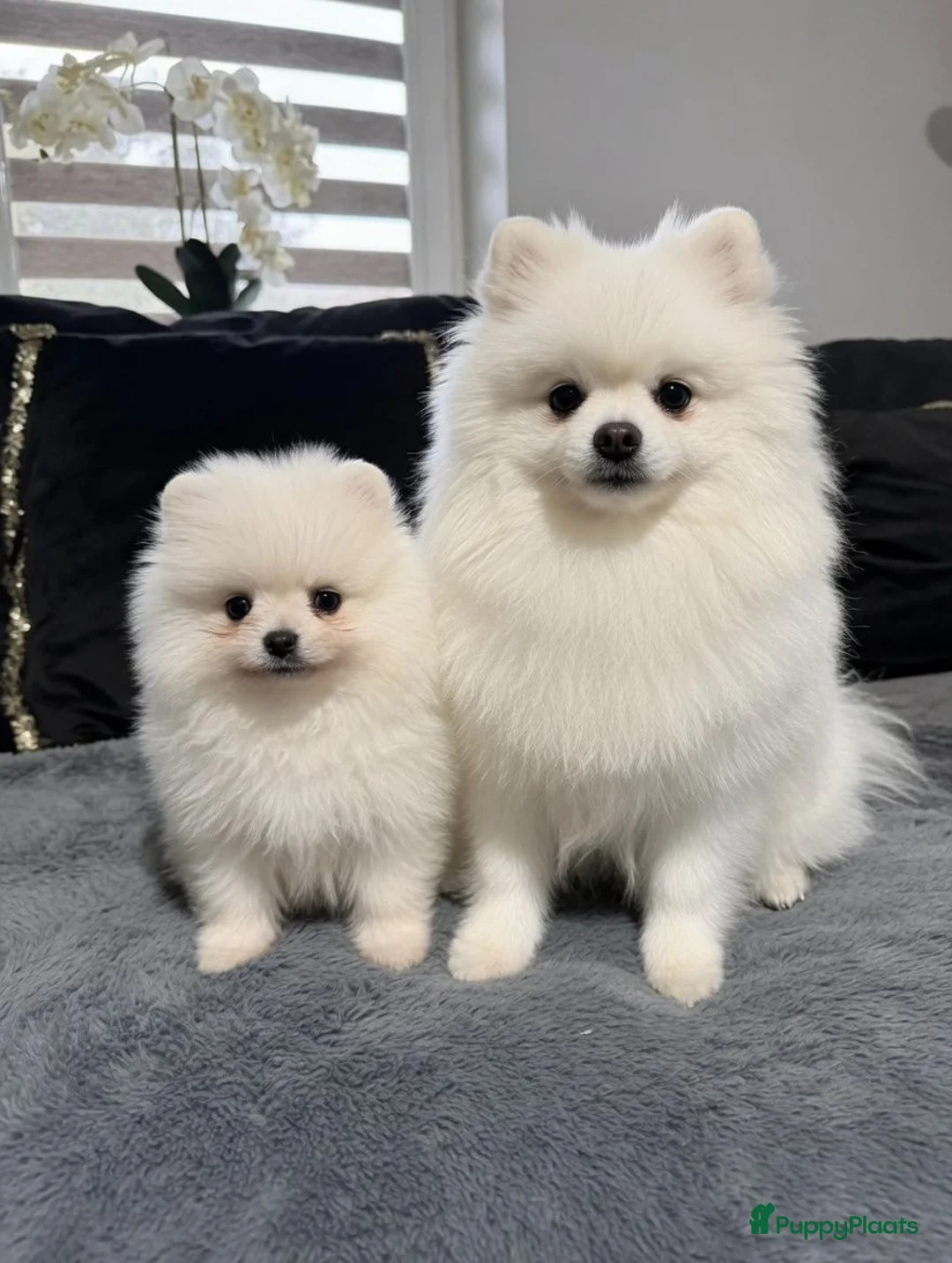 Pomeriaan honden te koop: Mooie Pomeriaan reu - Advertentie 2