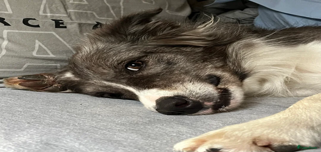 Galerij afbeelding {{count}}