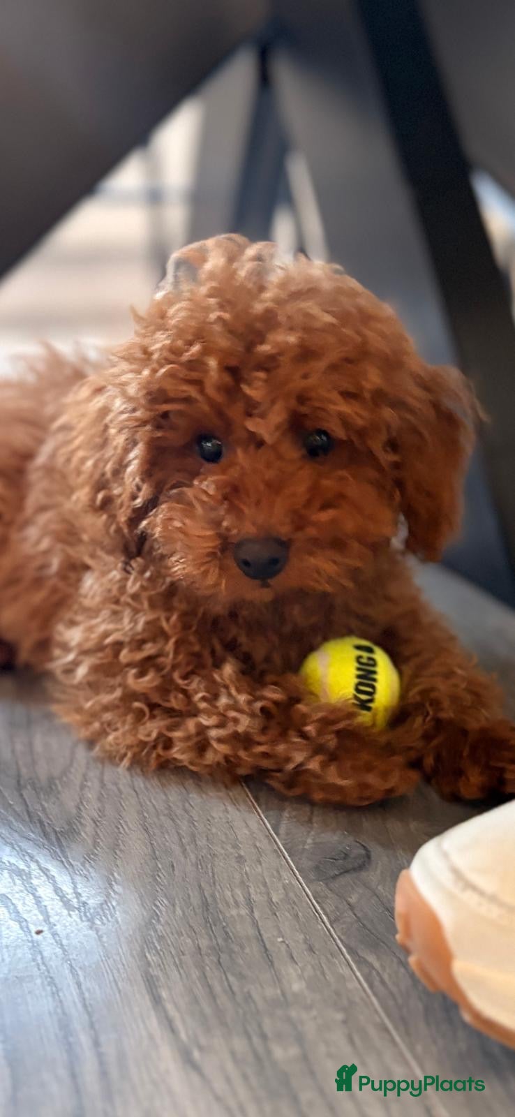 Poedel Toy honden Lieve Toypoedel Vini zoekt een liefdevol thuis - Advertentie 3