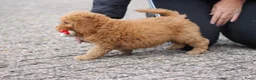 Cockapoo honden te koop: cockapoo pup, reutje - Advertentie 15